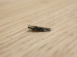 Image of Apple pith moth