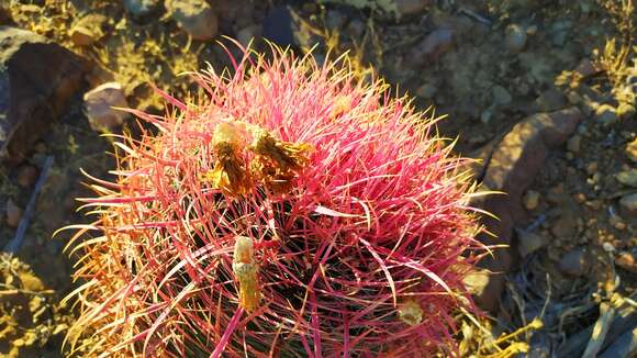 Image of Ferocactus gracilis subsp. tortulispinus