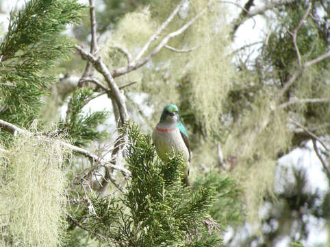 Image of Banded Sunbird