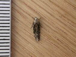 Image of Apple pith moth