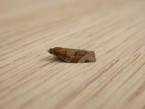 Image of barred fruit-tree tortrix