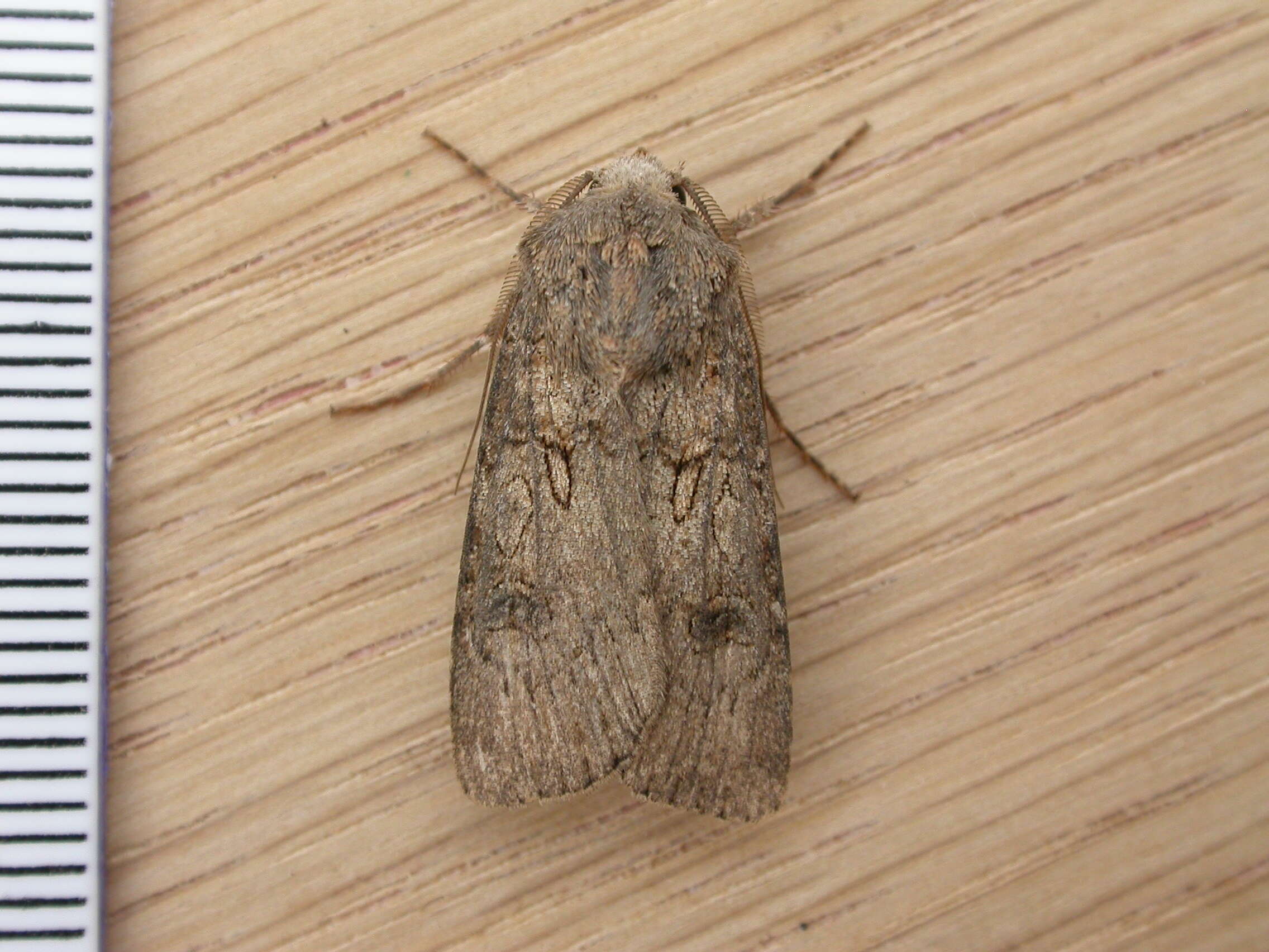 Image of turnip moth