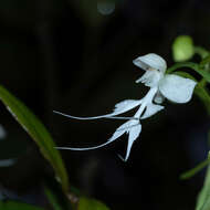 Image of Doll orchid