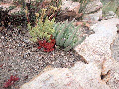 Image of Crassula biplanata Haw.