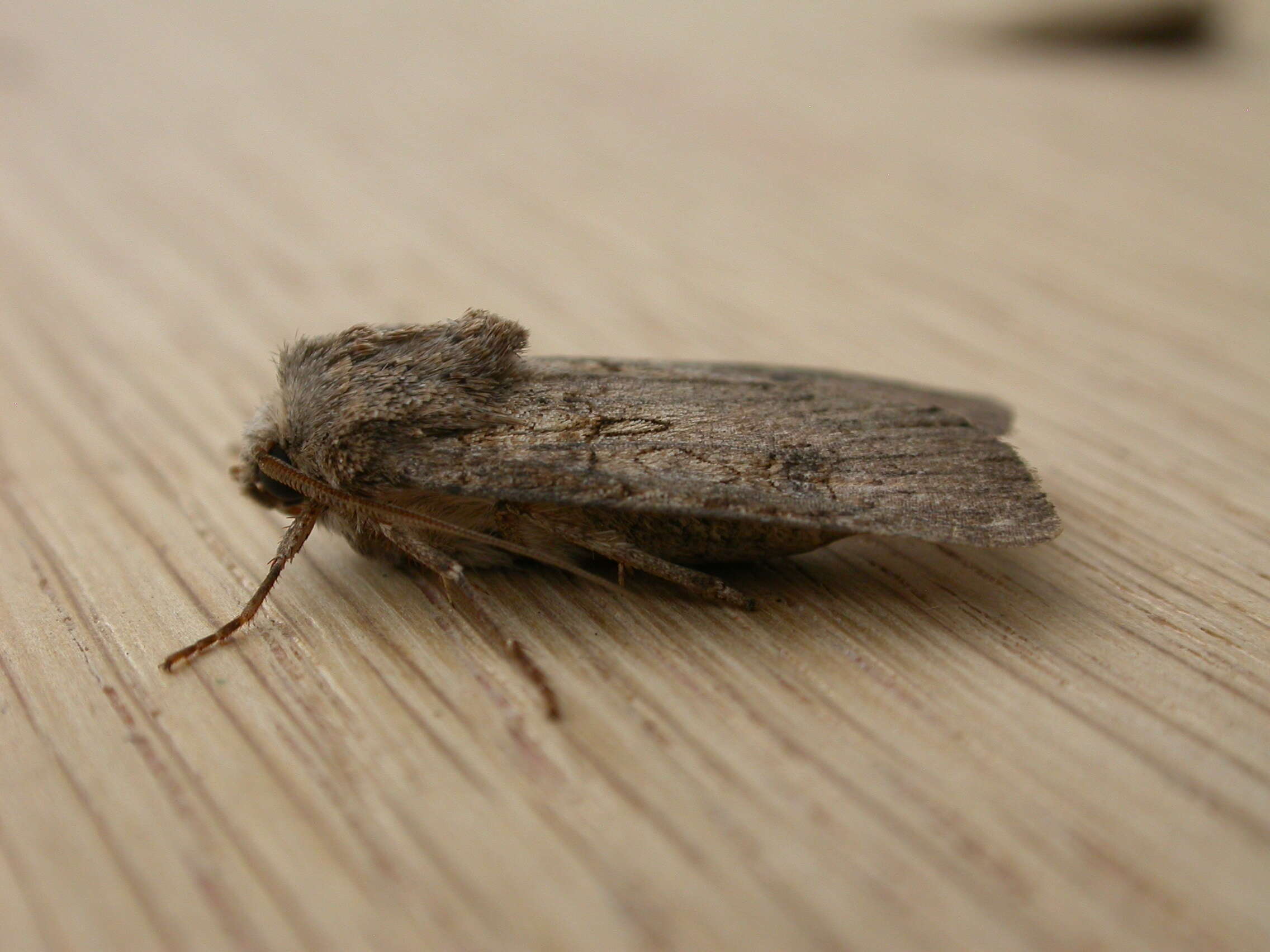 Image of turnip moth