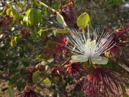 Capparis zeylanica L. resmi