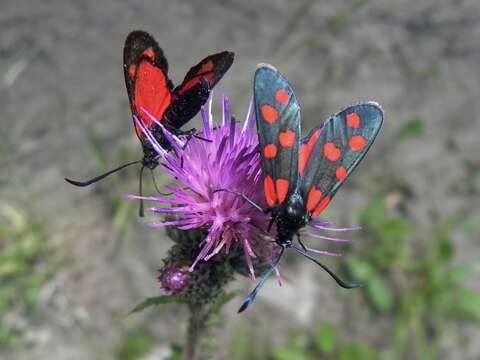 Image of Zygaena transalpina Esper 1781