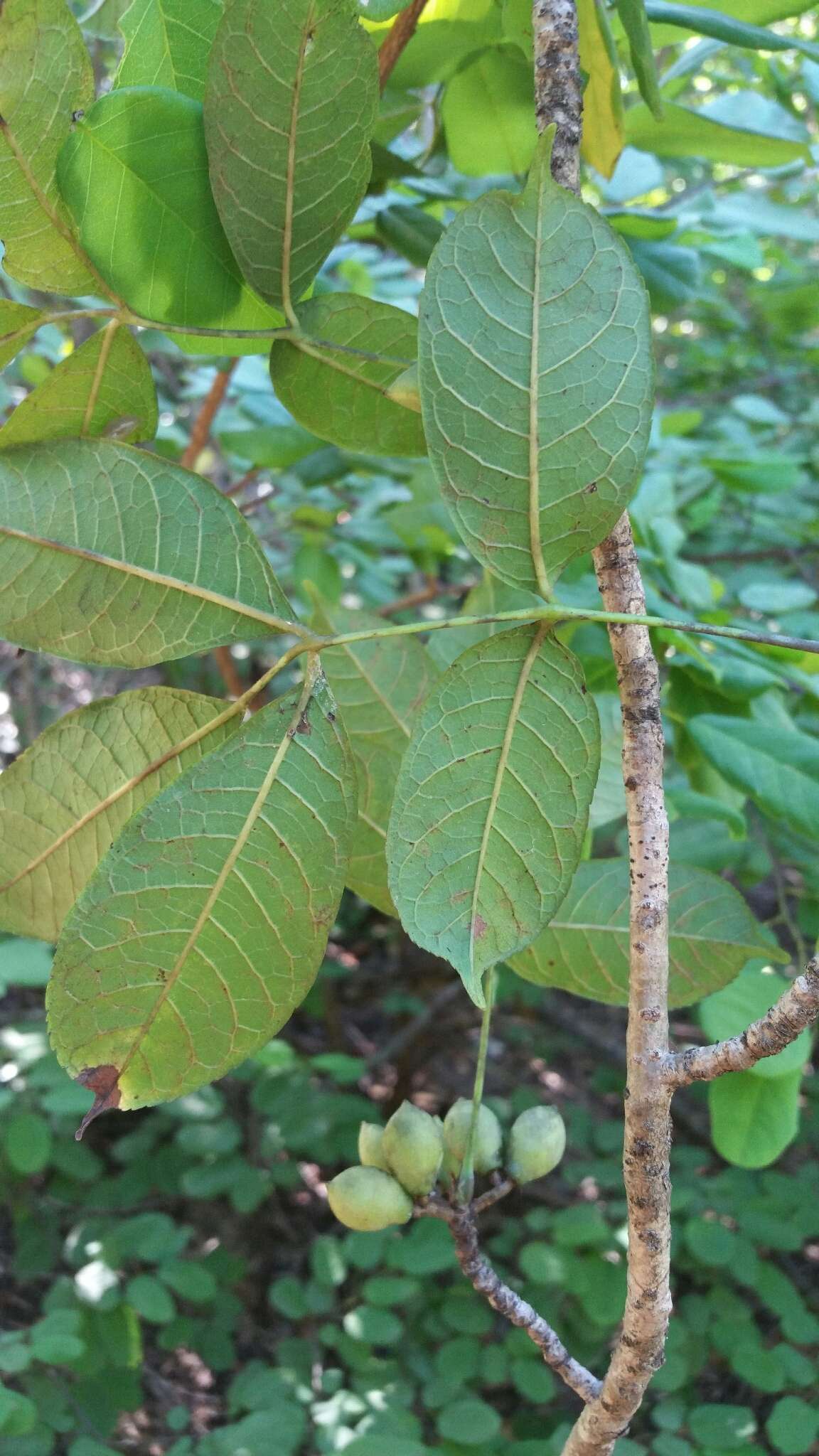 Sivun Commiphora pervilleana Engl. kuva