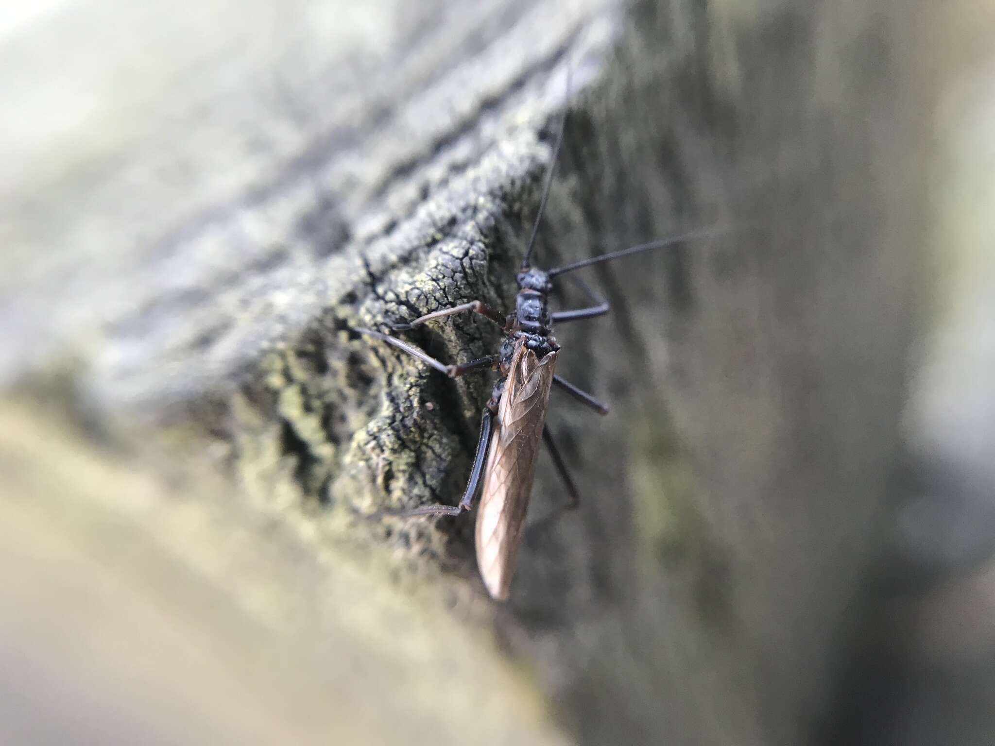 Image de Taeniopteryx nebulosa (Linnaeus 1758)