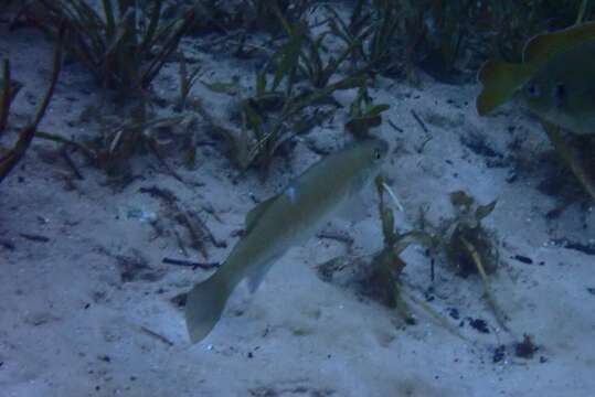 Image of Seminole Killifish