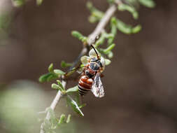 صورة Rhinepeolus rufiventris (Friese 1908)