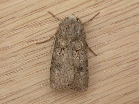 Image of turnip moth