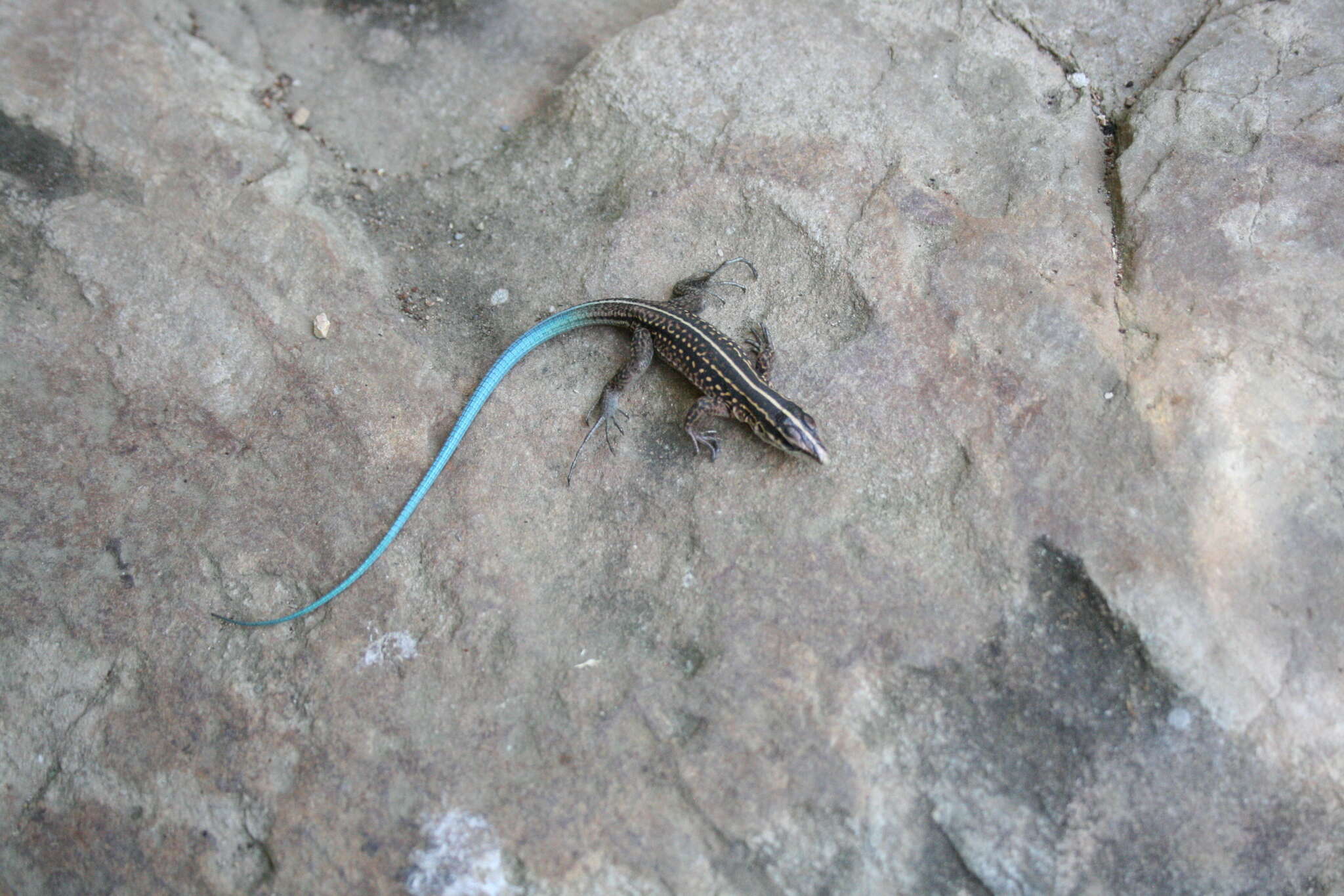 Image of Four-lined Ameiva