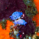 Image of Goniobranchus loringi (Angas 1864)