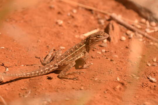 Слика од Ctenophorus isolepis isolepis (Fischer 1881)