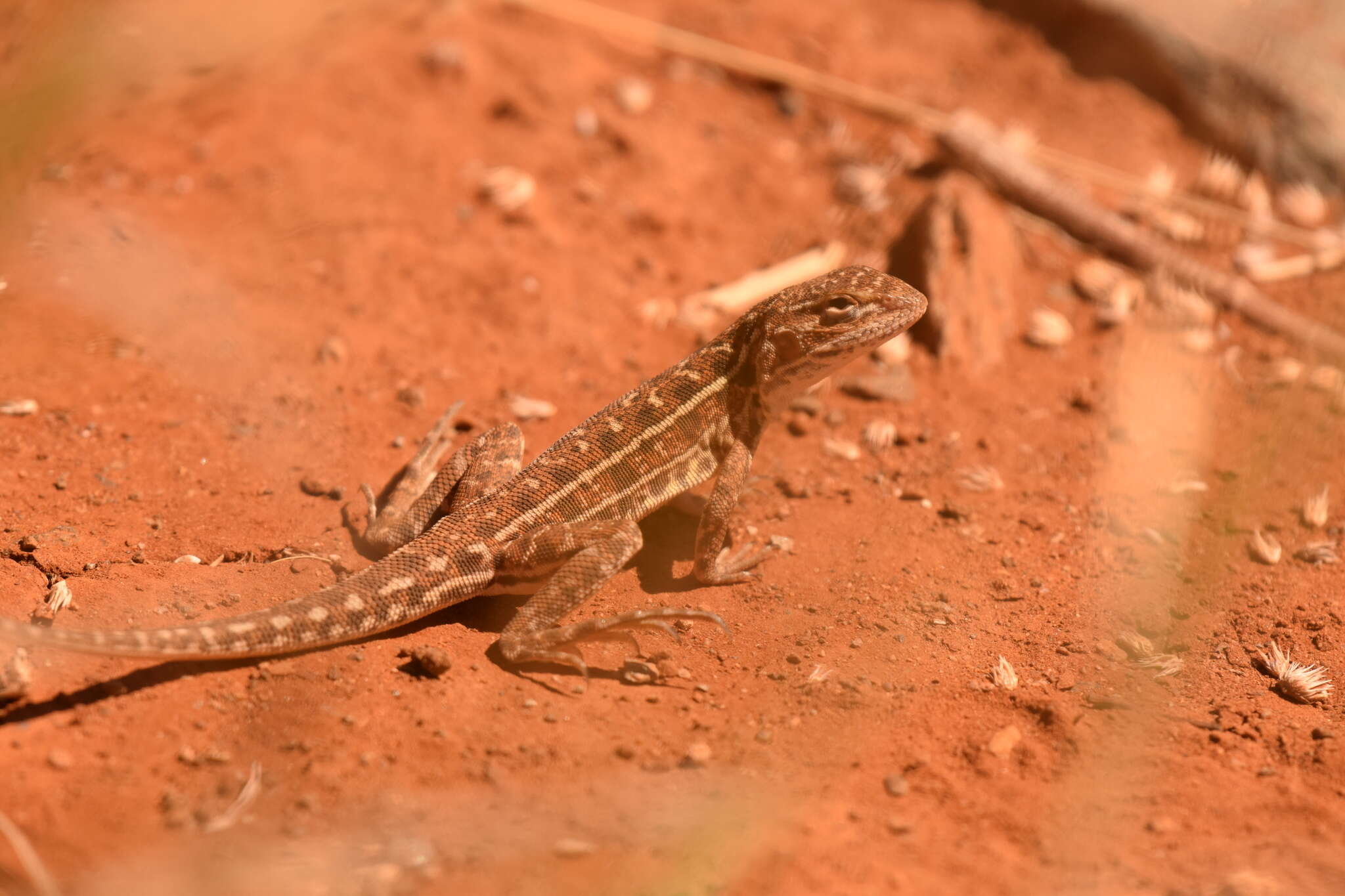 Ctenophorus isolepis isolepis (Fischer 1881) resmi