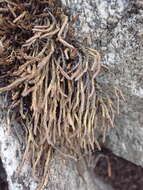 Sivun Selaginella sanguinolenta (L.) Spring kuva