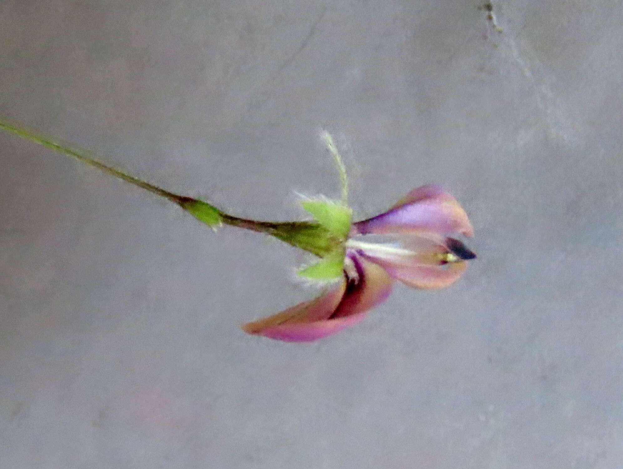 Image of Psoralea laxa T. M. Salter