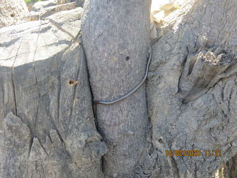 Image of Black Blind Snake