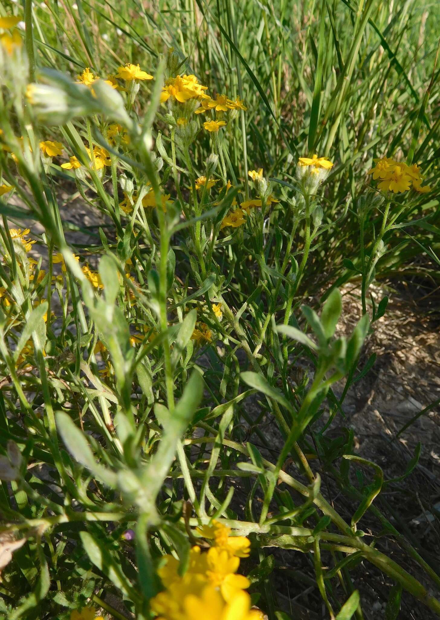 Image of woolly paperflower