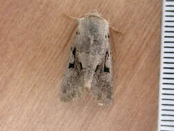 Orthosia gothica Linnaeus 1758 resmi