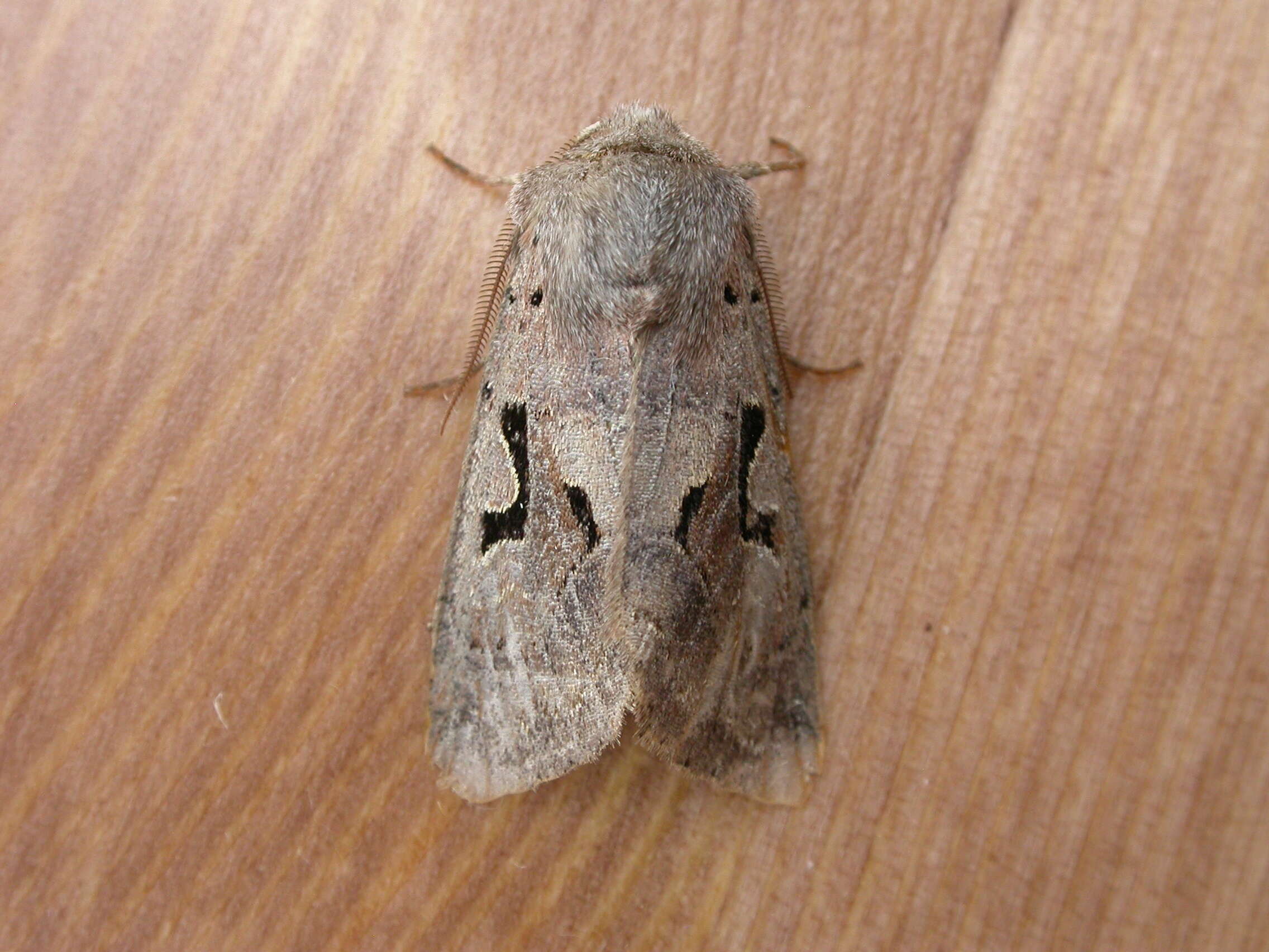 Orthosia gothica Linnaeus 1758 resmi