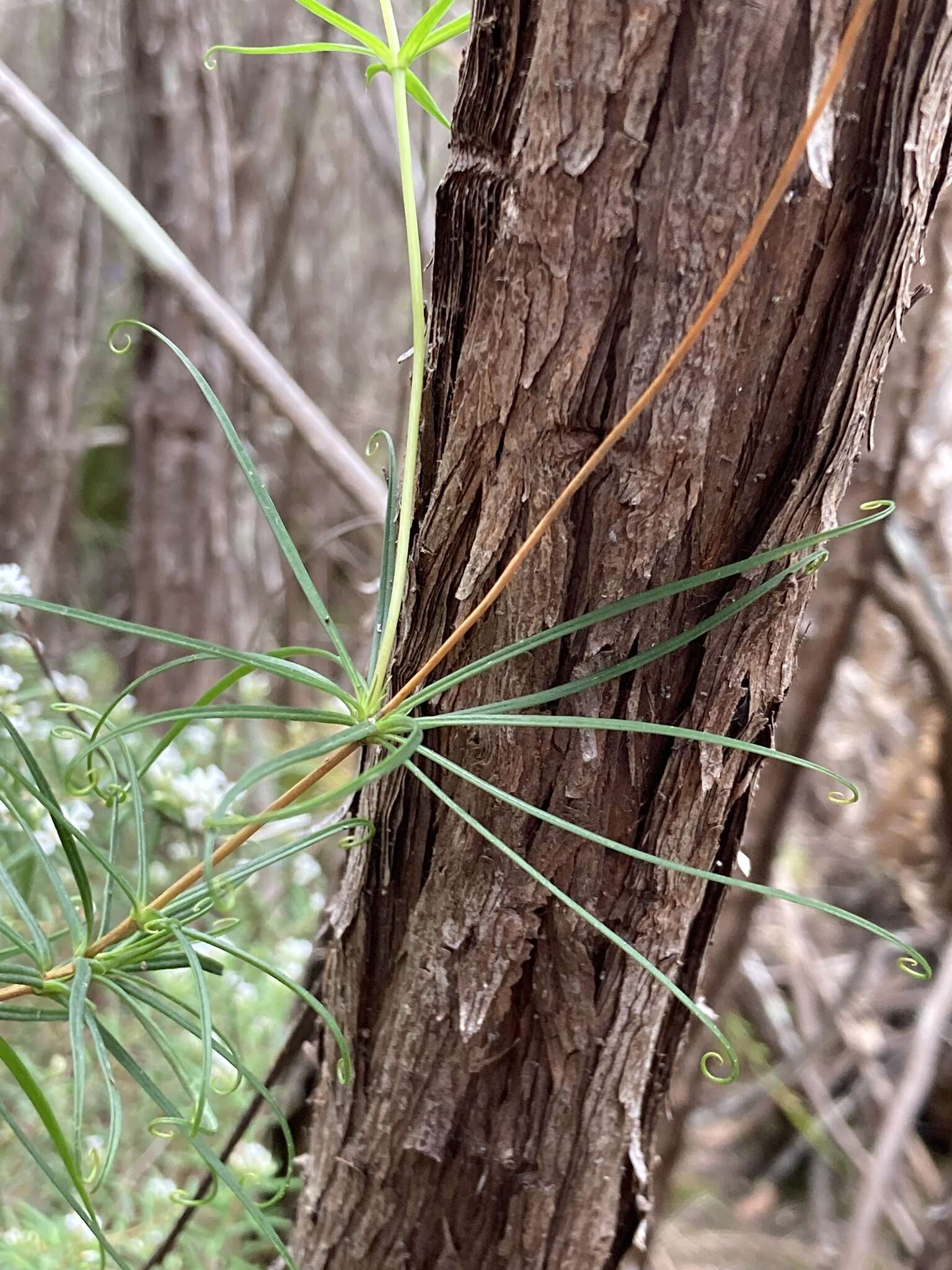 Image of Stylidium nymphaeum Wege