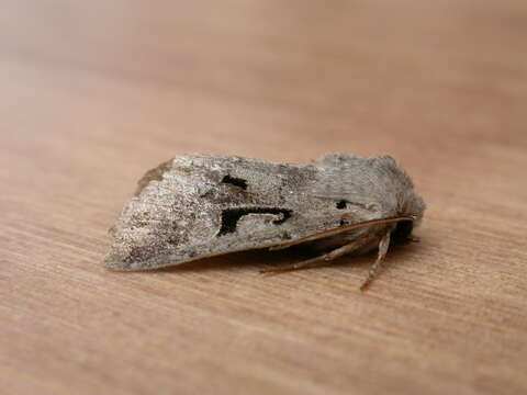 Orthosia gothica Linnaeus 1758 resmi