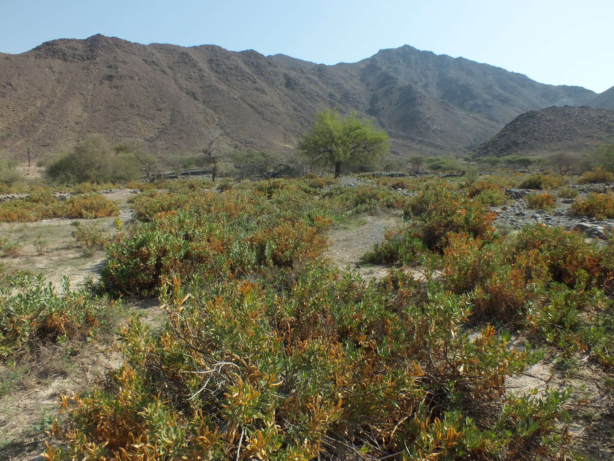 Image de Rhazya stricta Decne.