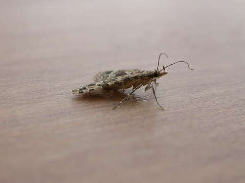 Image of twenty-plume moth