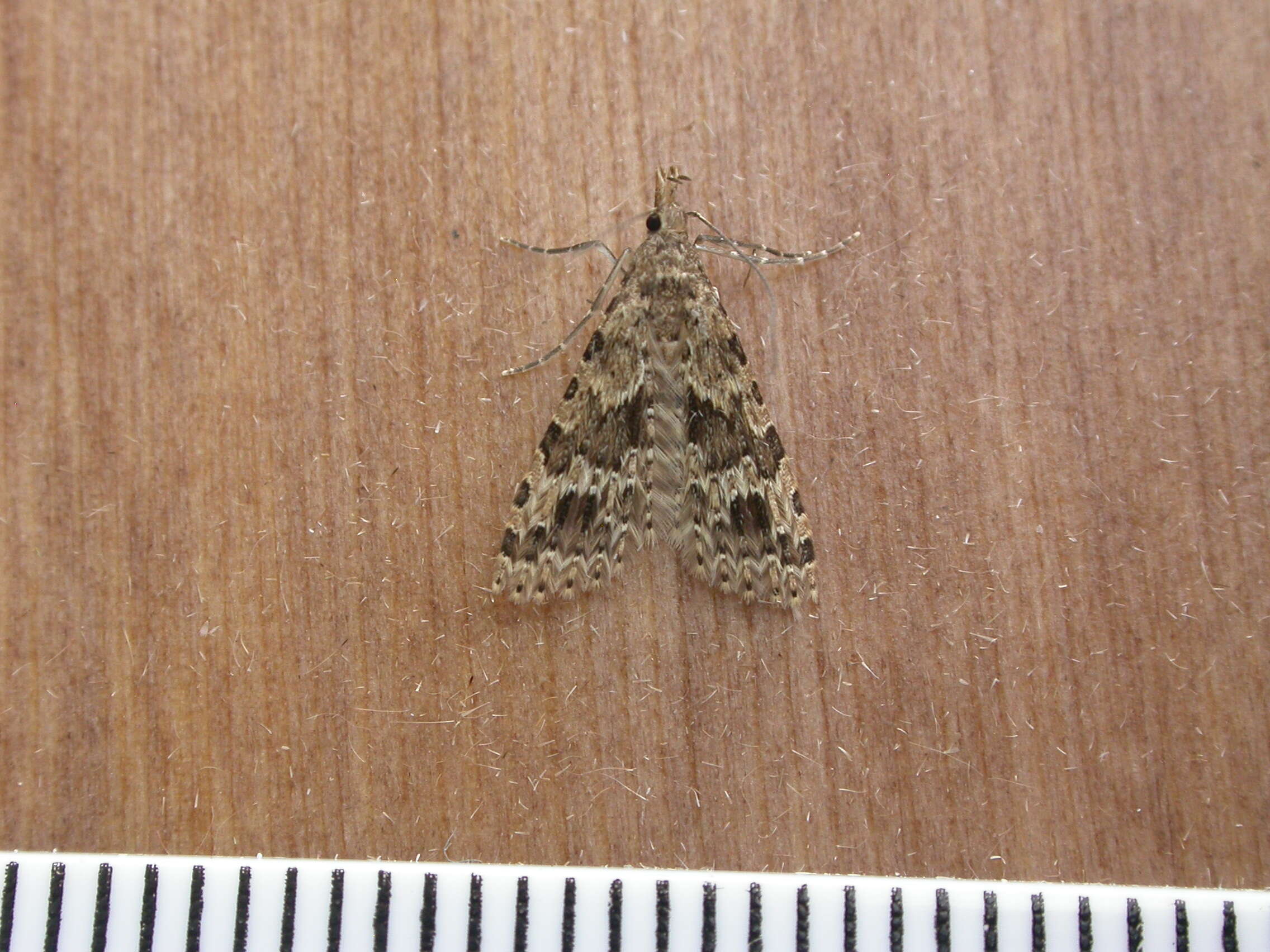 Image of twenty-plume moth