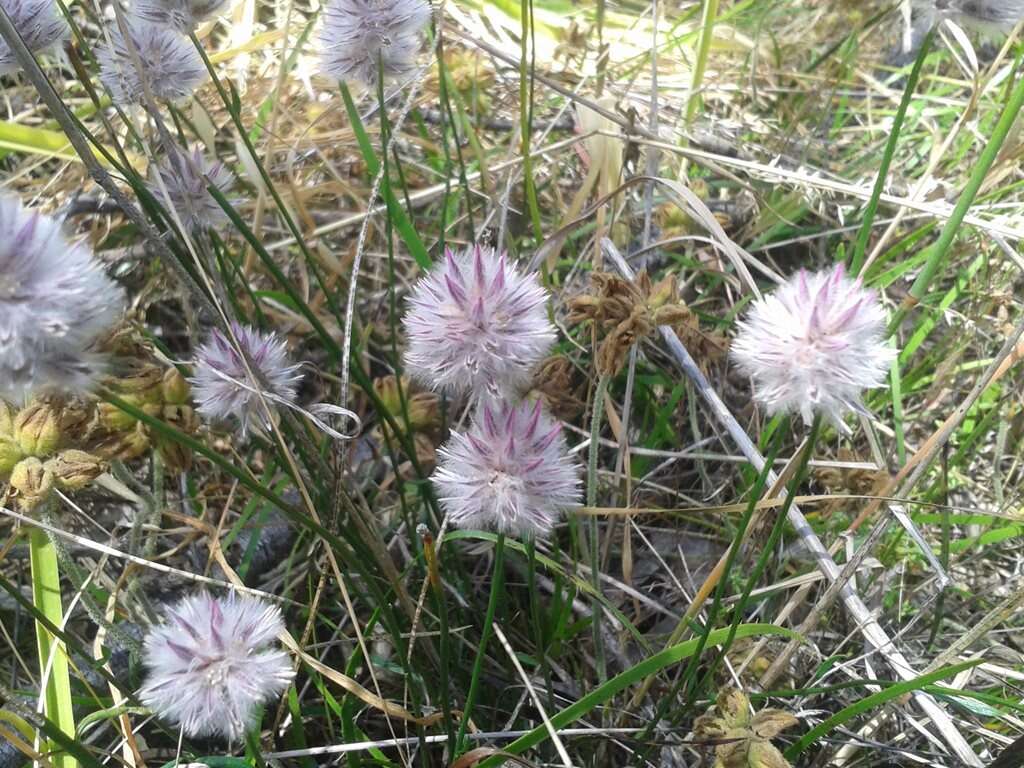 Слика од Ptilotus drummondii (Moq.) F. Müll.