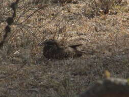 Image of Dusky Nightjar