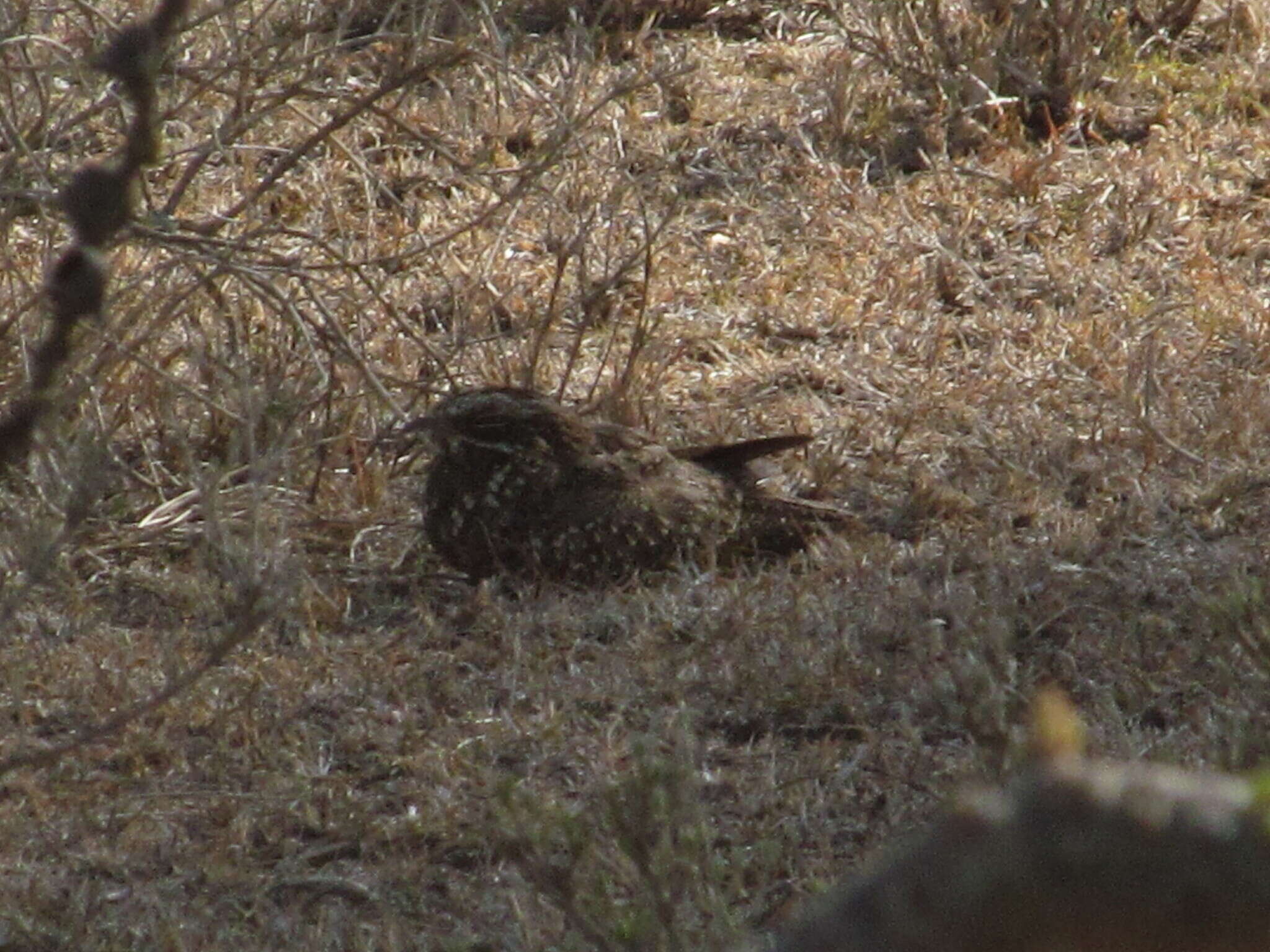 Image of Dusky Nightjar