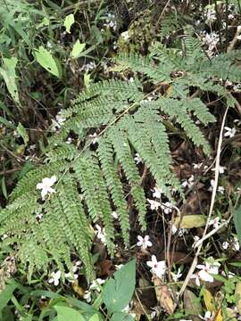 Plancia ëd Microlepia strigosa (Thunb.) C. Presl