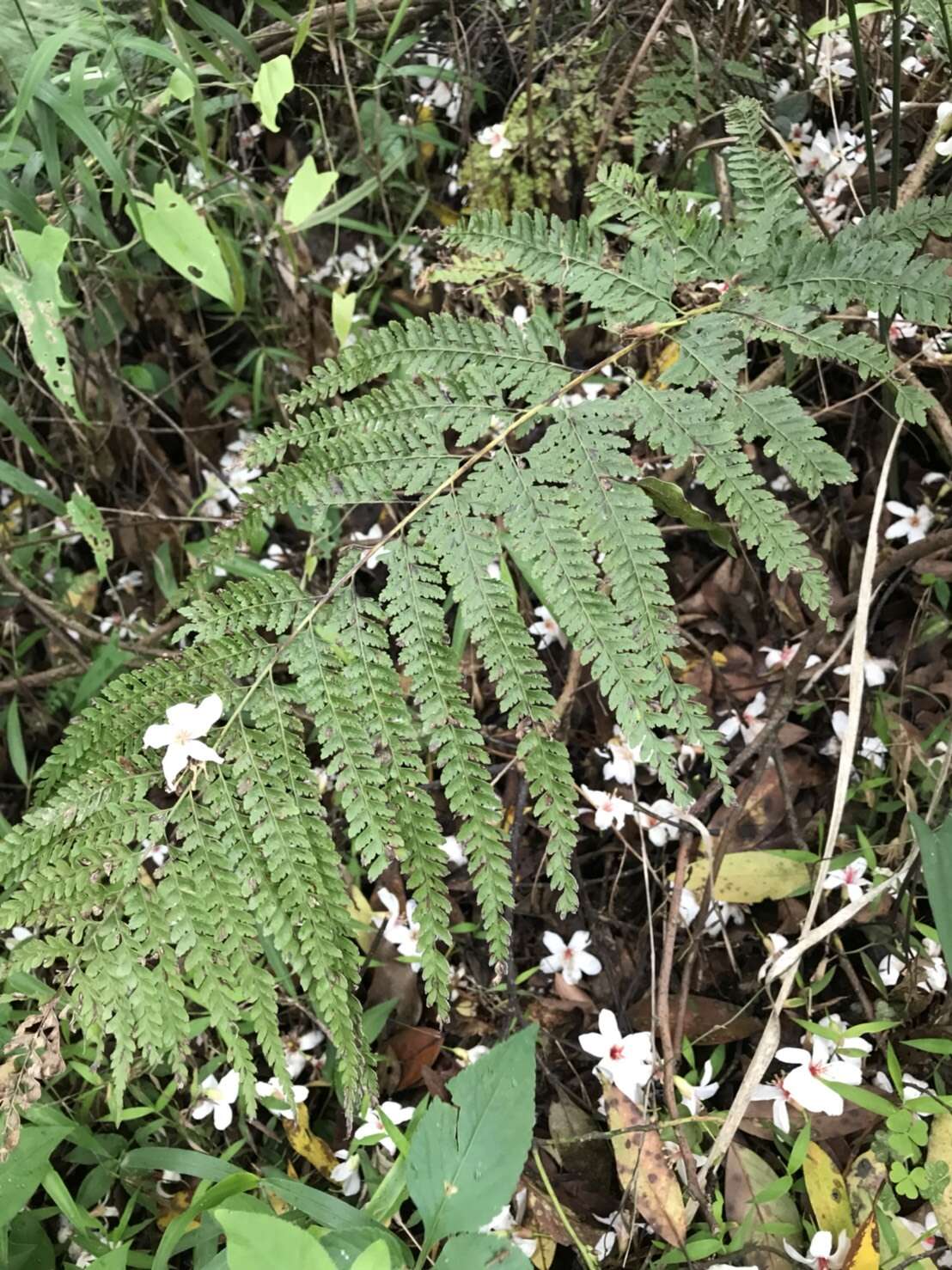 Plancia ëd Microlepia strigosa (Thunb.) C. Presl