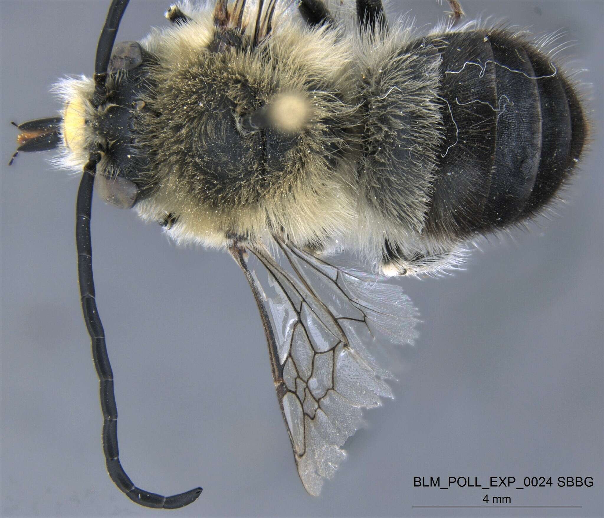 Image of Eucera amsinckiae (Timberlake 1969)