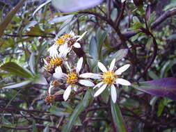 Image de Urostemon kirkii var. angustior (Allan) B. Nord.