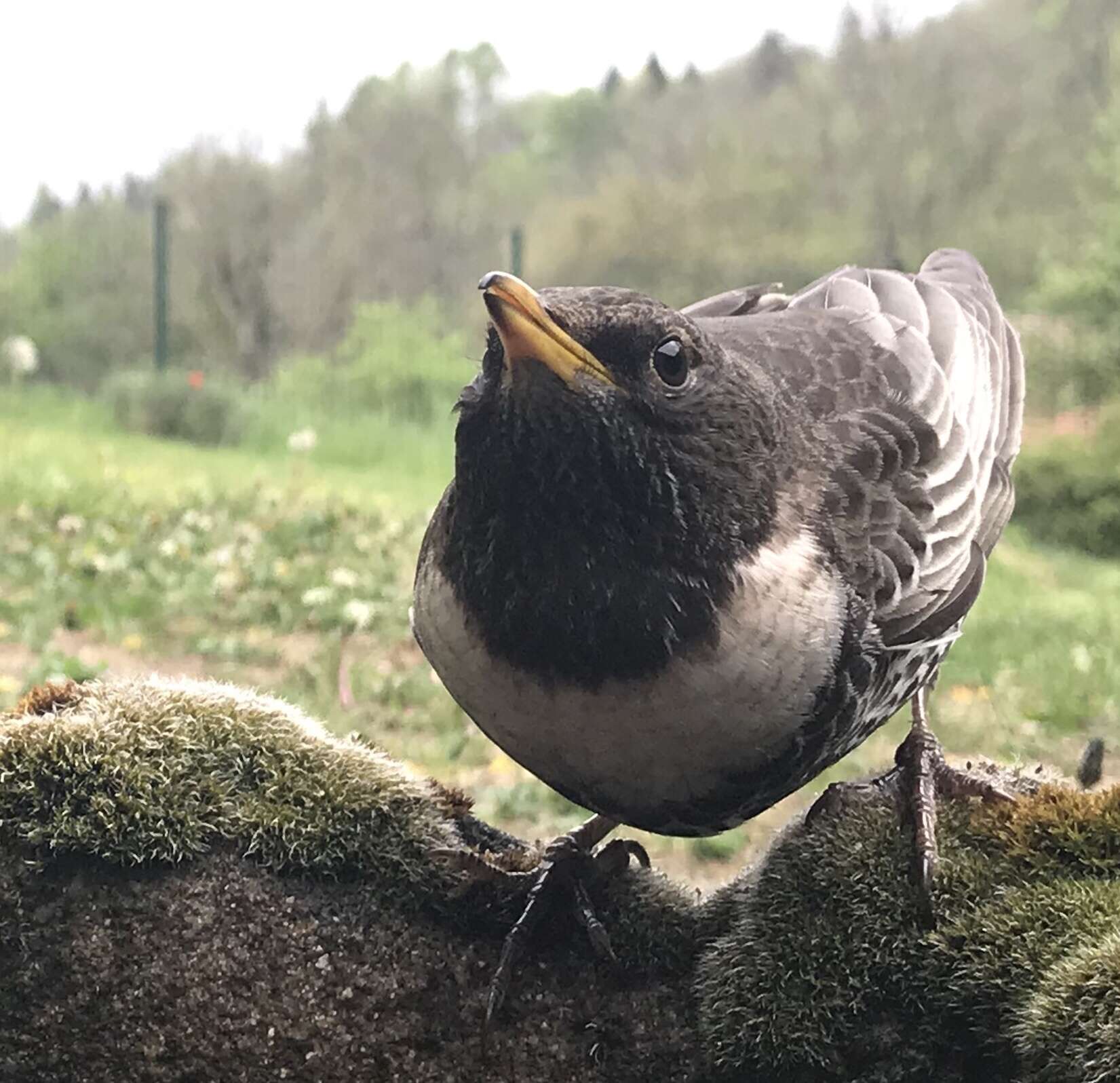 Image of Ring Ouzel