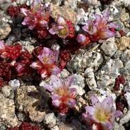 Imagem de Sedum candollei