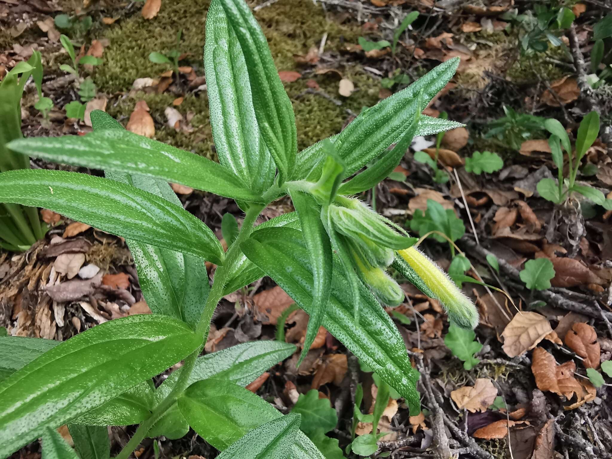 Слика од Lithospermum notatum (I. M. Johnst.) J. I. Cohen