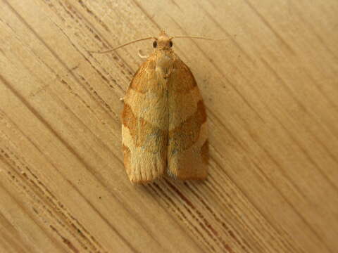 Image of barred fruit-tree tortrix