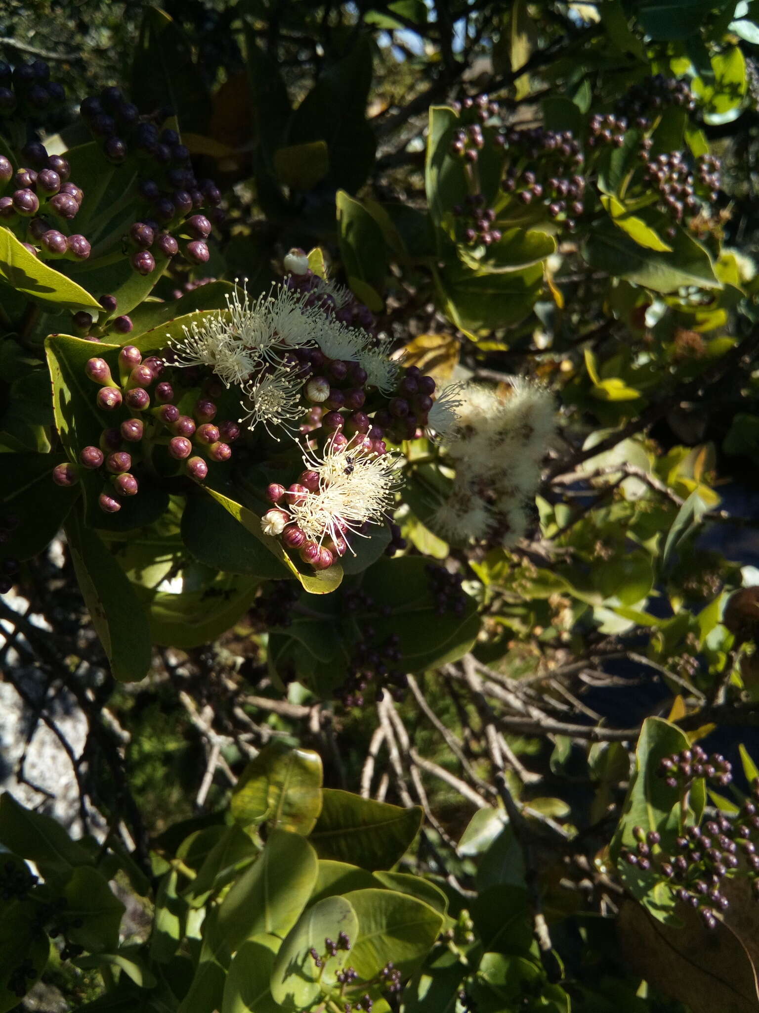 Imagem de Syzygium cordatum Hochst.