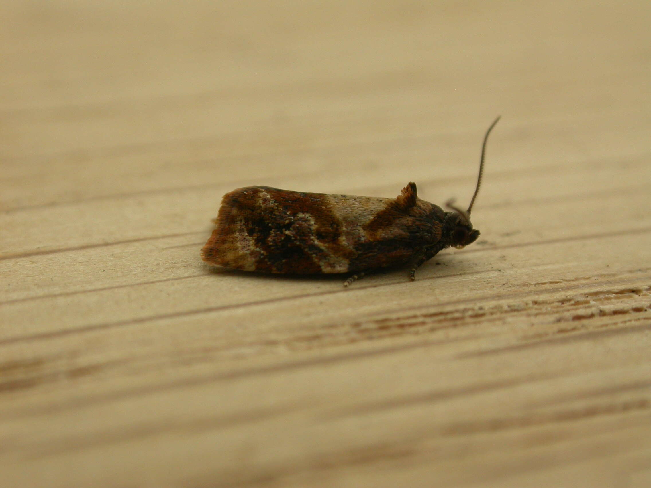 Image of red-barred tortrix