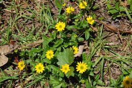 Image of Melampodium montanum Benth.