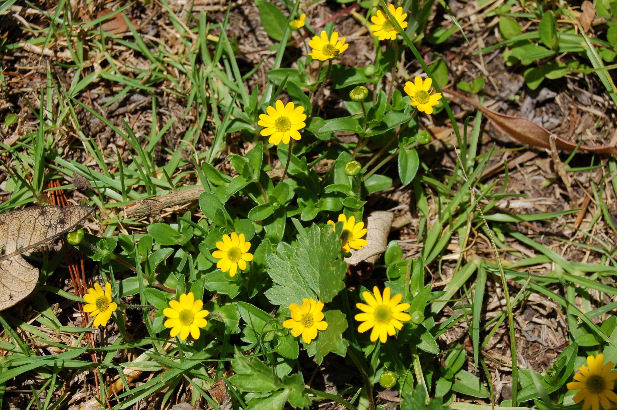 Image of Melampodium montanum Benth.