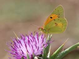 Image of Colias electo (Linnaeus 1763)