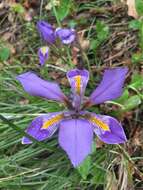 Plancia ëd Iris unguicularis Poir.