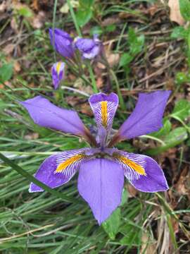 Image of Stylosa Iris