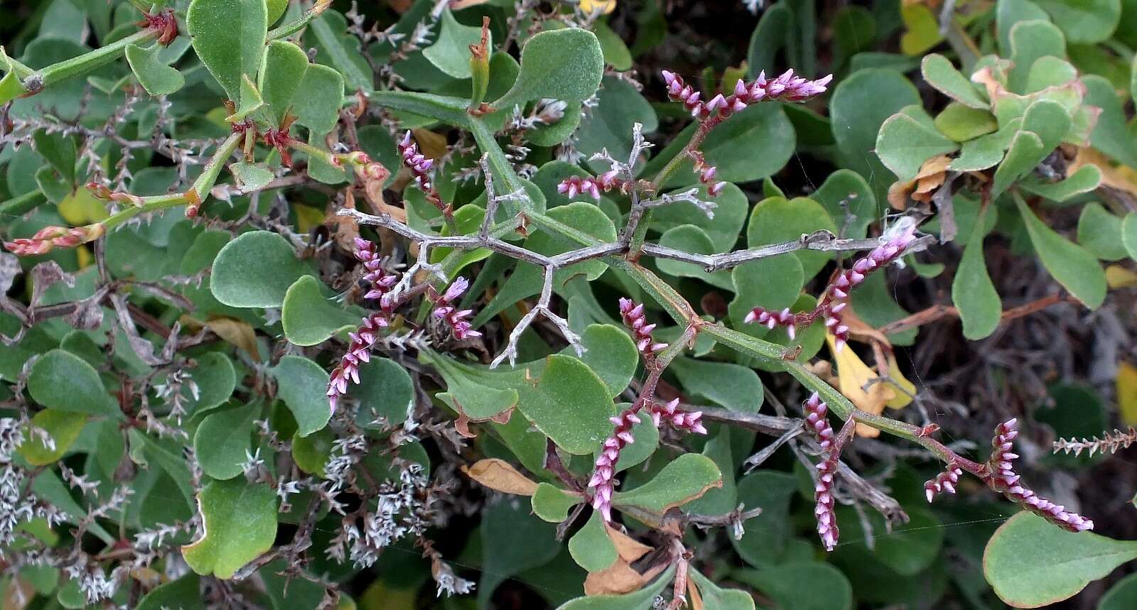 Limonium pectinatum (Ait.) Kuntze resmi